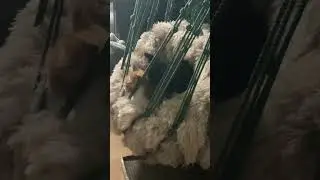 Sable grooms Charlie in their deluxe macrame hanging cat bed.