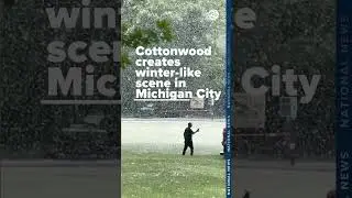 Is that snow in June? No, they're cottonwood seeds floating in the air!