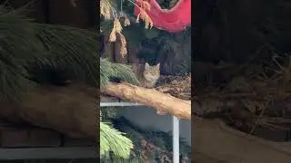 СТЕПнОЙ КОТ МОСКовсКИЙ ЗООпарк🐱🥰STEPPE CAT MOSCOW ZOO🐱