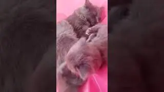 Серые братья играются .