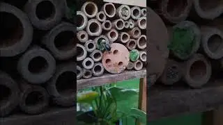One day in a bee's life (no commentary)