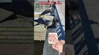 Карлуша кормит младенца