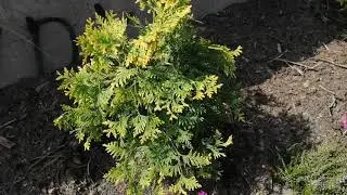 Санкист - Туя западная!