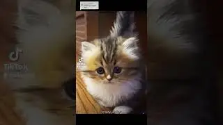 #футажи #футаж #мемы