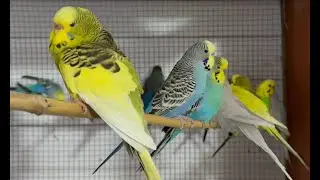 New Budgies in their New Aviary for 2023