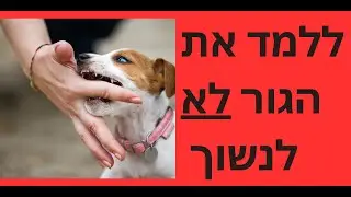 לימודי אילוף כלבים עם בעלים | איך ללמד גור לא לנשוך ידיים |הברשה נכונה | טל שלוש מאלף כלבים מומחה