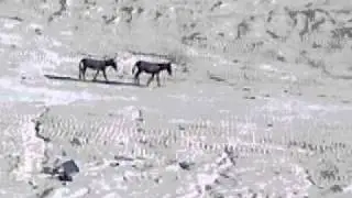 Donkyes in Judas desert