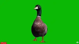 Duck walk green screen | Pelo green screen duck with sound | Full HD 4K | 