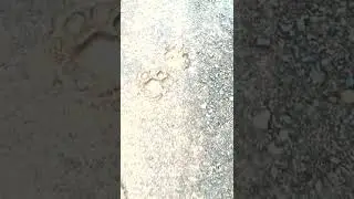 Tracing Big Cat Tracks
