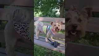 Фанни  отдыхает на скамейке.#Shorts#york​​#Dog​​#york#прогулка_йорка#cобака_на_прогулке#