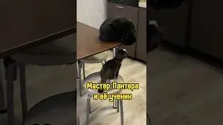 Мастер Пантера и её ученик 🐈‍⬛ #питомцы #котики #кошка #котенок #cat