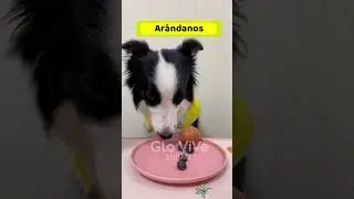 🟢 ¿Qué le das de comer a tu perro?