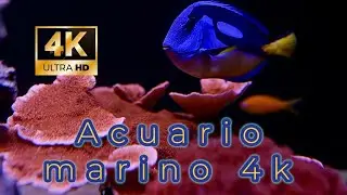 Mi acuario en 4k CINE. Las Maravillas Ocultas de mi Arrecife. JUNIO 2023