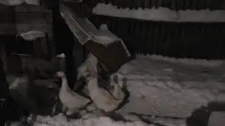 Гуси лебеди С Новым Годом 2019