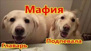 Дядю АТАКУЮТ !