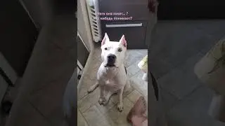 Котя, чего она просит? #AmStaffKotya #pitstaff #amstaff #kotya