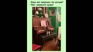 кот играет ночами котик играет на пианино
