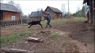 купил собаку на Авито.