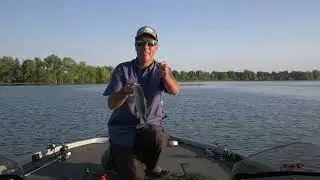 Switching on whitebass