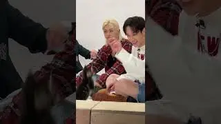 No thoughts just Felix and Bang Chan playing with kittens 🥹 #straykids