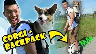 CORGI DOG IN BACKPACK RIDES NINEBOT HOVERBOARD - Life After College: Ep. 478