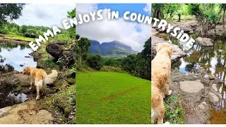 My dog enjoying around the countryside☺️@EmmatheGR #goldenretiever #doglover