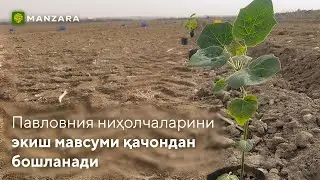 #Pavloniya​​​​ #Pavlovniya​​​​              Павловния ниҳолчаларини экиш мавсуми қачондан бошланади?
