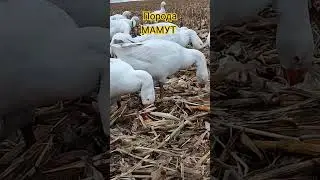 порода МАМУТ
