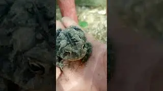 Reptiles / amphibians of Western Pennsylvania