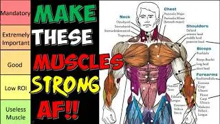 Top 20 Muscles That Men Must NEVER  Allow To Be Weak !! (Ranked Using Science)