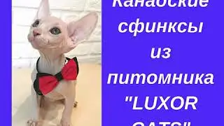 Продаются котята Канадского сфинкса из питомника 
