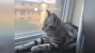 Приколы с котиками №8. Cat Music