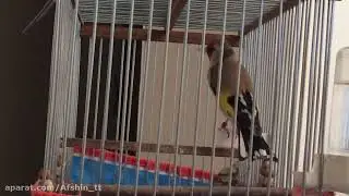 Goldfinch Singing