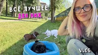 Личный пляж для собак и новый дом для мышонка.