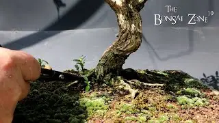 Pruning My African Style Serissa, The Bonsai Zone, May 2023