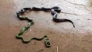 snake swallowing big snake