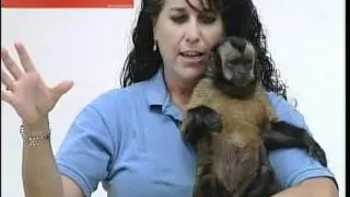 Tickle Monkey Game