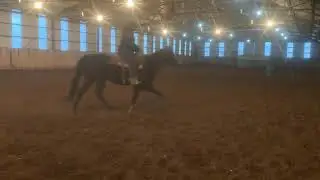 Zoom trotting