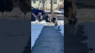 Turkeys vs Dogs - They just wanted to ask how to get to the library