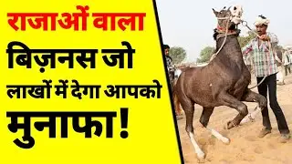 घोड़े का बिज़नेस कैसे करें | How to start a horse farm business | Running a horse business | ASK