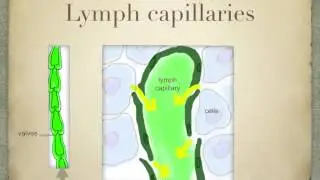 lymph and tissue fluid