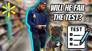 French BULLDOG Shows Off His Tricks In Walmart