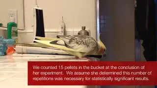 A Cockatiel's Experiments With Gravity | Bird Scientist?