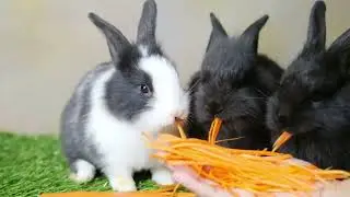 Rabbit Home 🌹2022 New Food