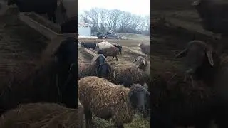 Гисары в деле...