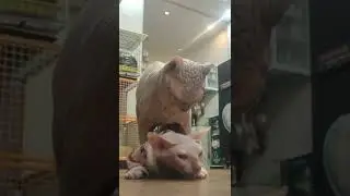 lagi silaturahmi
