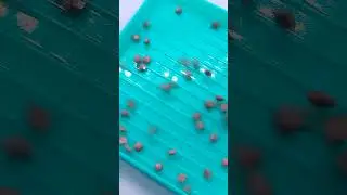 Алмазная мозаика 