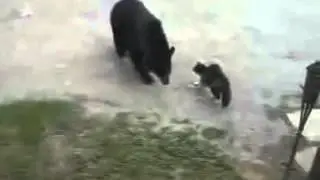 Медведь bear странная битва
