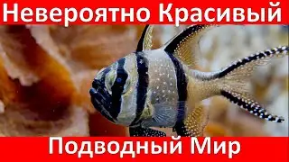 Нереально Красивые Кадры Подводного Мира / Unrealistically Beautiful Footage of the Underwater World