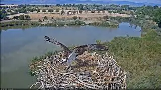 Osprey chase! - Boulder County Fairgrounds osprey nest cam (16.Sept.2019)